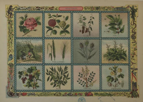 Los botánicos, una especie en peligro de extinción 7 file 20210211 17 1eugofg.jpg?ixlib=rb 1.1