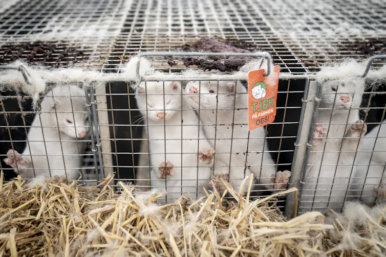 Mink in cages in a fur farm in Denmark.