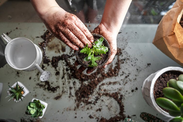 A person places a plant in a small pot with soil.