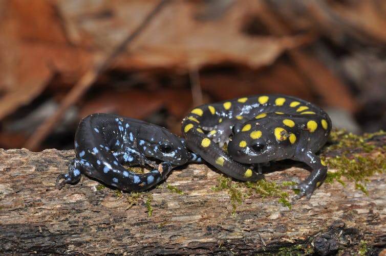 One yellow-dotted black salamander and one blue-dotted black salamander chilling on a log