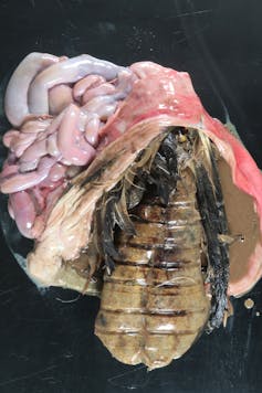A plastic bottle found in the stomach of an albatross
