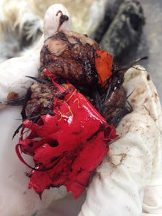 Balloon fragments found in the stomach on an endangered albatross