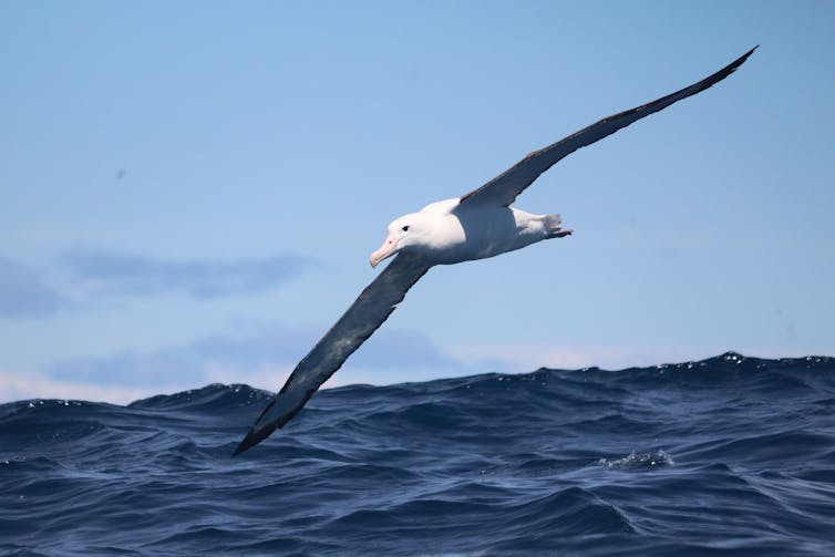 An albatross flying across the ocean.