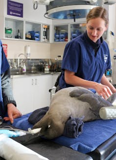 A veterinarian treating a light-mantled albatross
