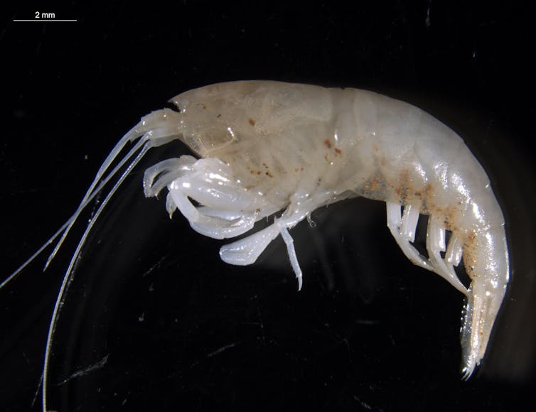 Blind shrimps, translucent snails: the 11 mysterious new species we found in potential fracking sites