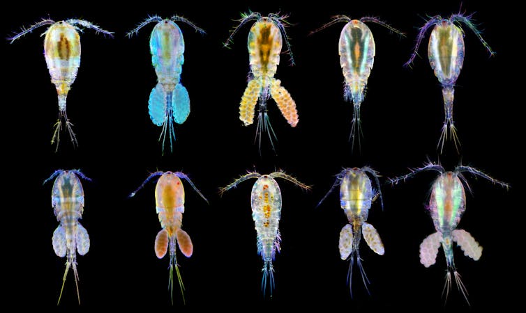 Blind shrimps, translucent snails: the 11 mysterious new species we found in potential fracking sites