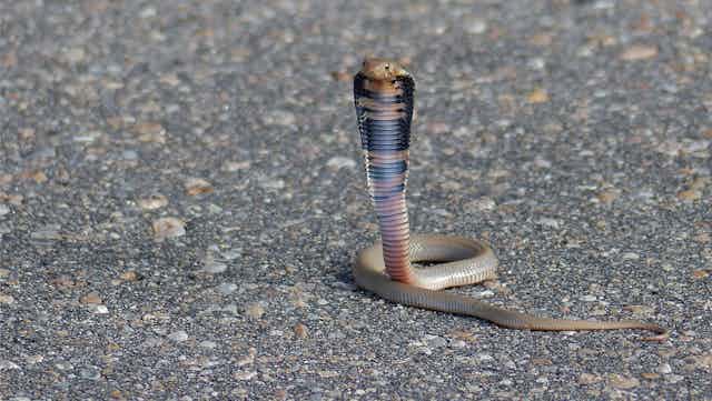 Cómo consiguieron las cobras escupir veneno para defenderse?