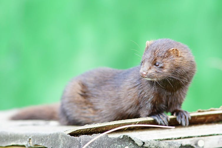 A mink.