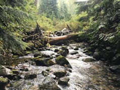 A creek courses through a forested area