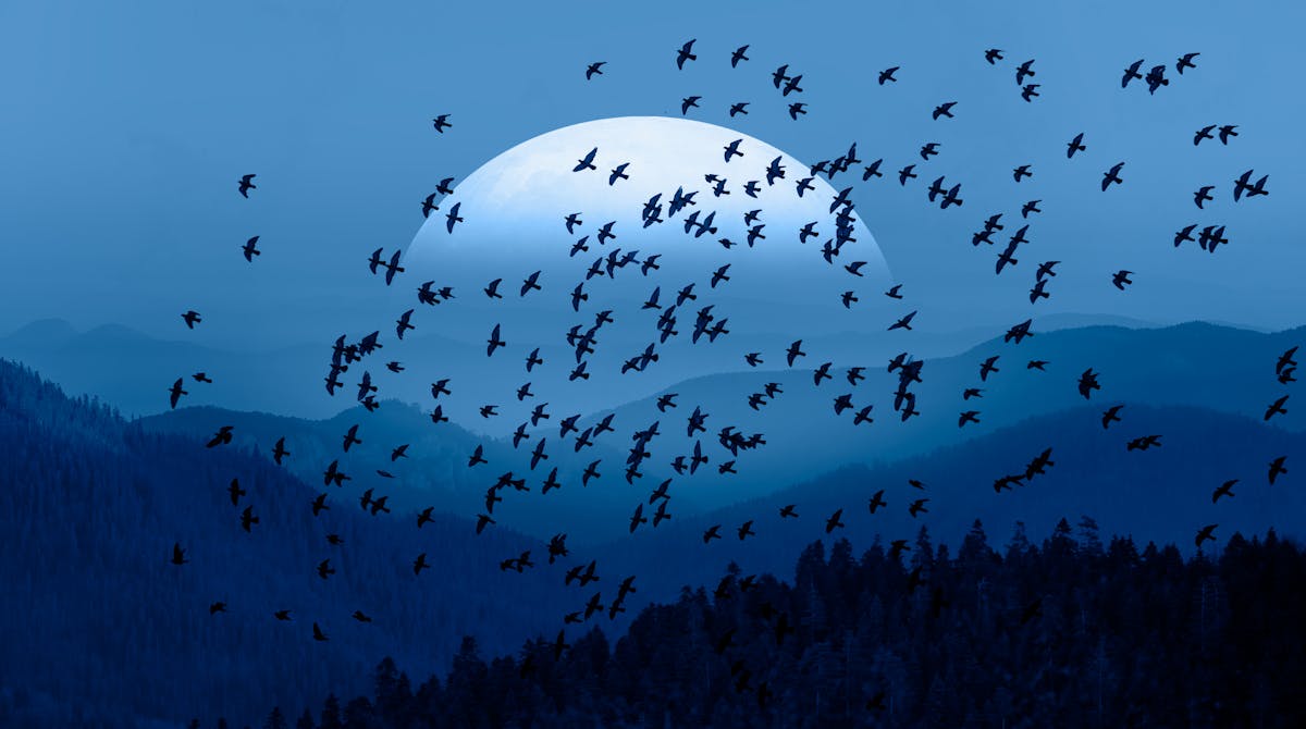 Birds use massive magnetic maps to migrate – and some could cover ...