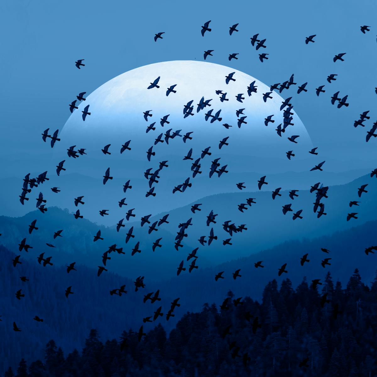 Birds use massive magnetic maps to migrate – and some could cover ...