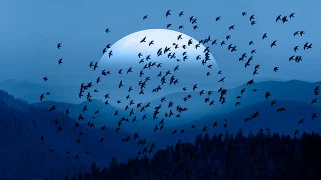 A flock of birds flies in front of a large rising moon