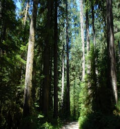 A stand of never-logged tall trees.