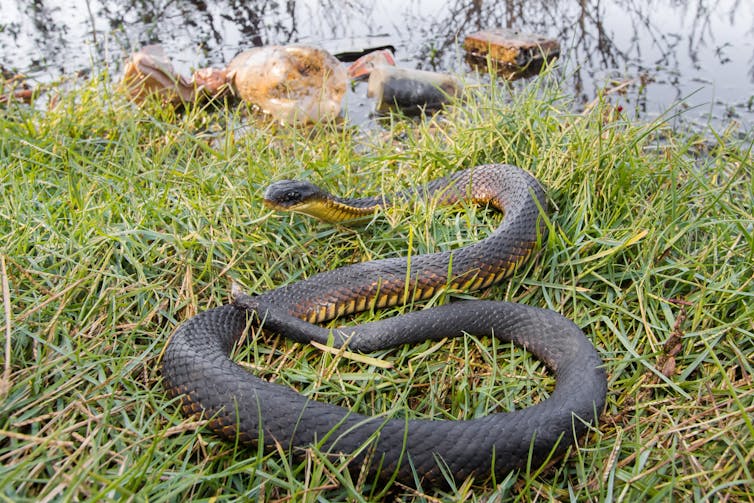 Tiger snake on the ground, near rubbish.