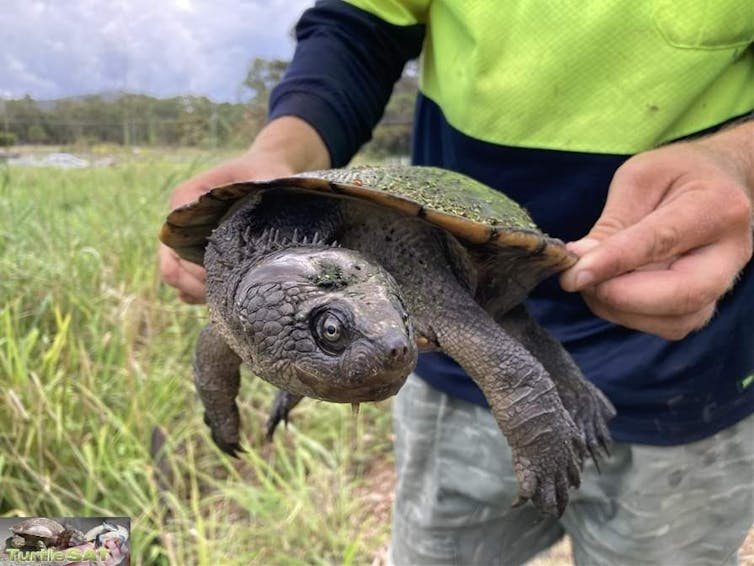 Our turtle program shows citizen science isn't just great for data, it makes science feel personal