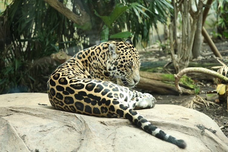 A jaguar sitting on a rock in a tropical forest.