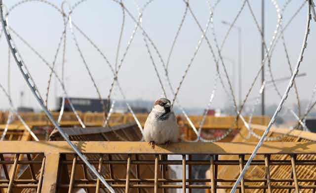 A small bird rests on a fence amid barbed wire.