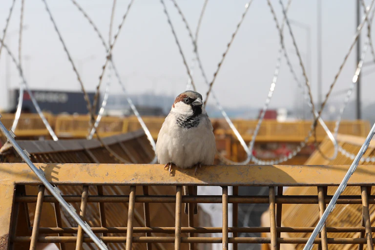 A small bird rests on a fence amid barbed wire.