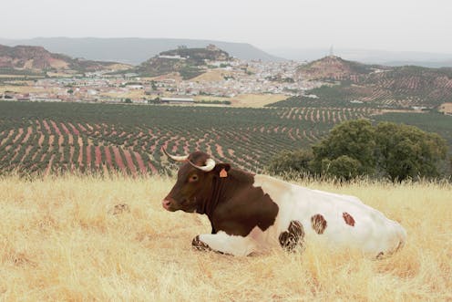 Las razas de ganado, amenazadas por la agricultura intensiva y el abandono del campo 11 file 20210215 21 t9vus2.jpg?ixlib=rb 1.1