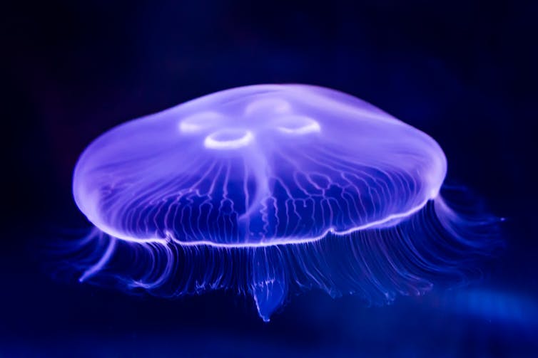 A purple jellyfish against a black background
