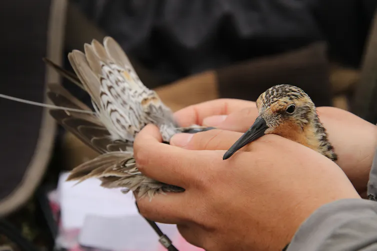 A red knot with a radio transmitter glued to its back.
