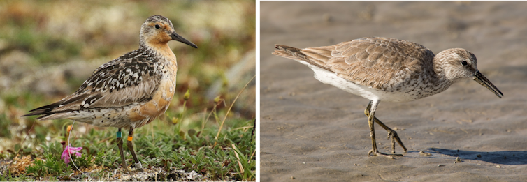 Scientist at work: Tracking the epic journeys of migratory birds in northwest Mexico