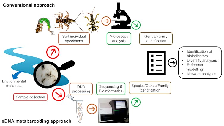 A flow chart showing two different processes for identifying species in environmental samples