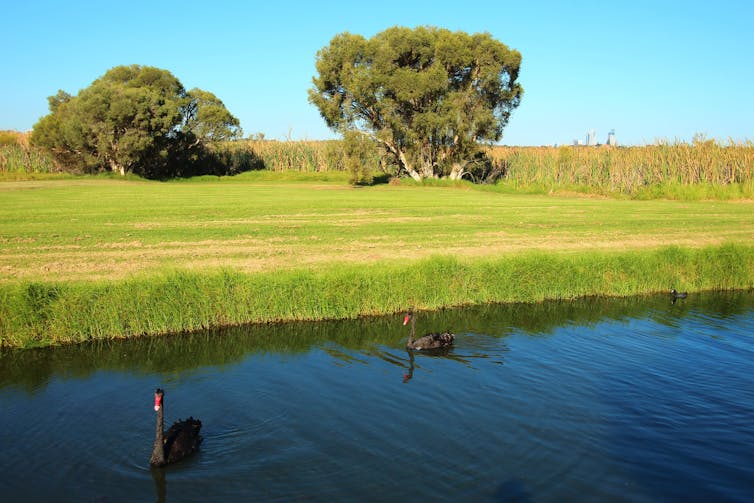 Two black swans in a lake, near cut grass