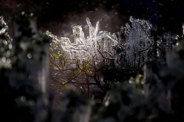 Frozen branches during a record cold wave in Texas