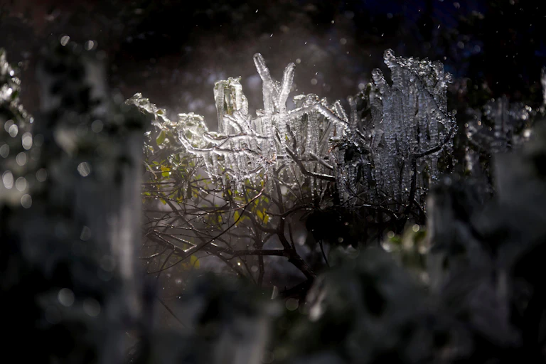 Frozen branches during a record cold wave in Texas