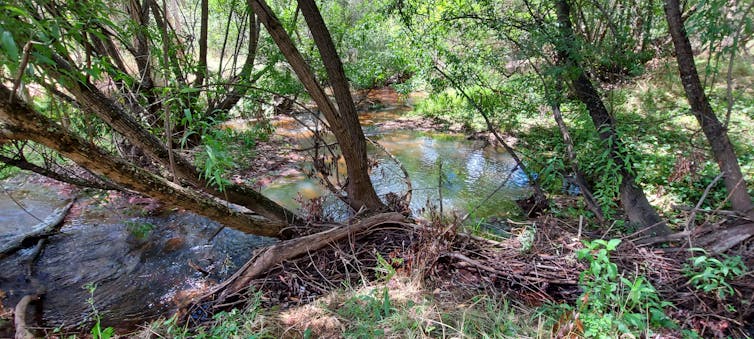 Willow trees are notorious pests. But for freshwater animals, they could be unlikely climate heroes