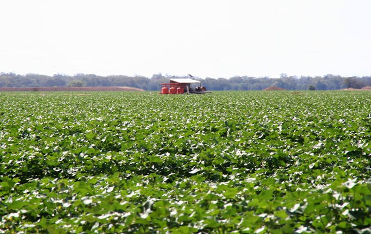 Cotton farm