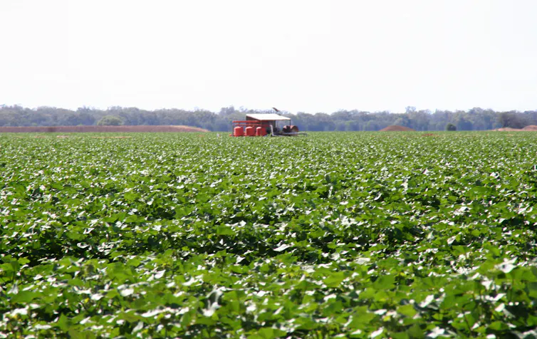 Cotton farm
