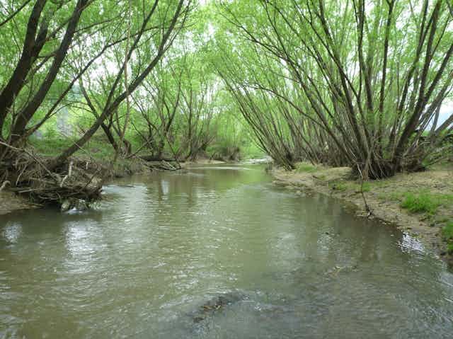 Willows around a creek