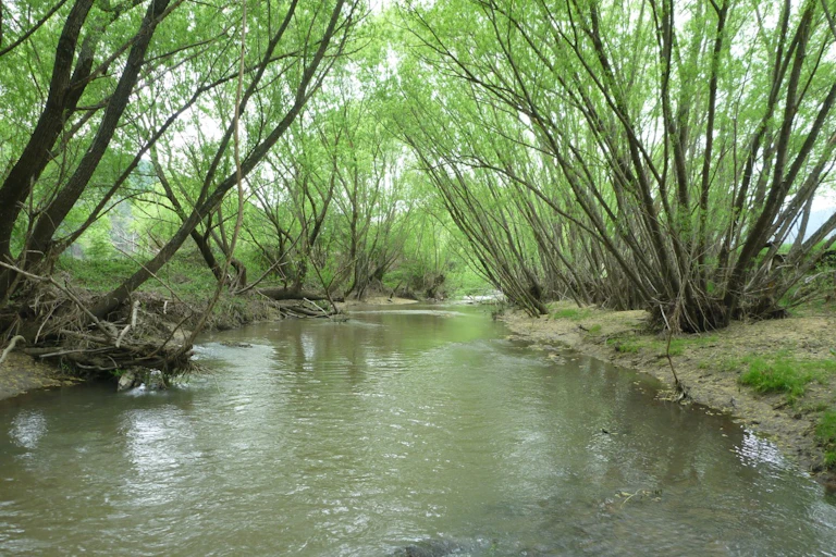 Willows around a creek