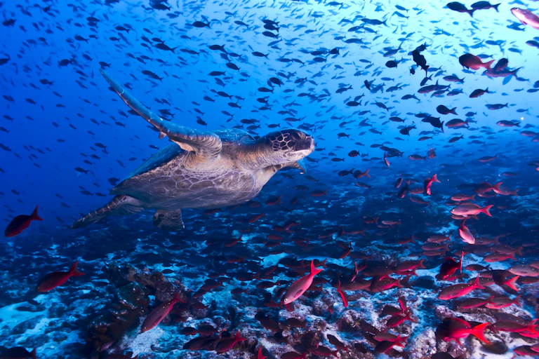 Penyut laut berenang di antara ratusan ikan.