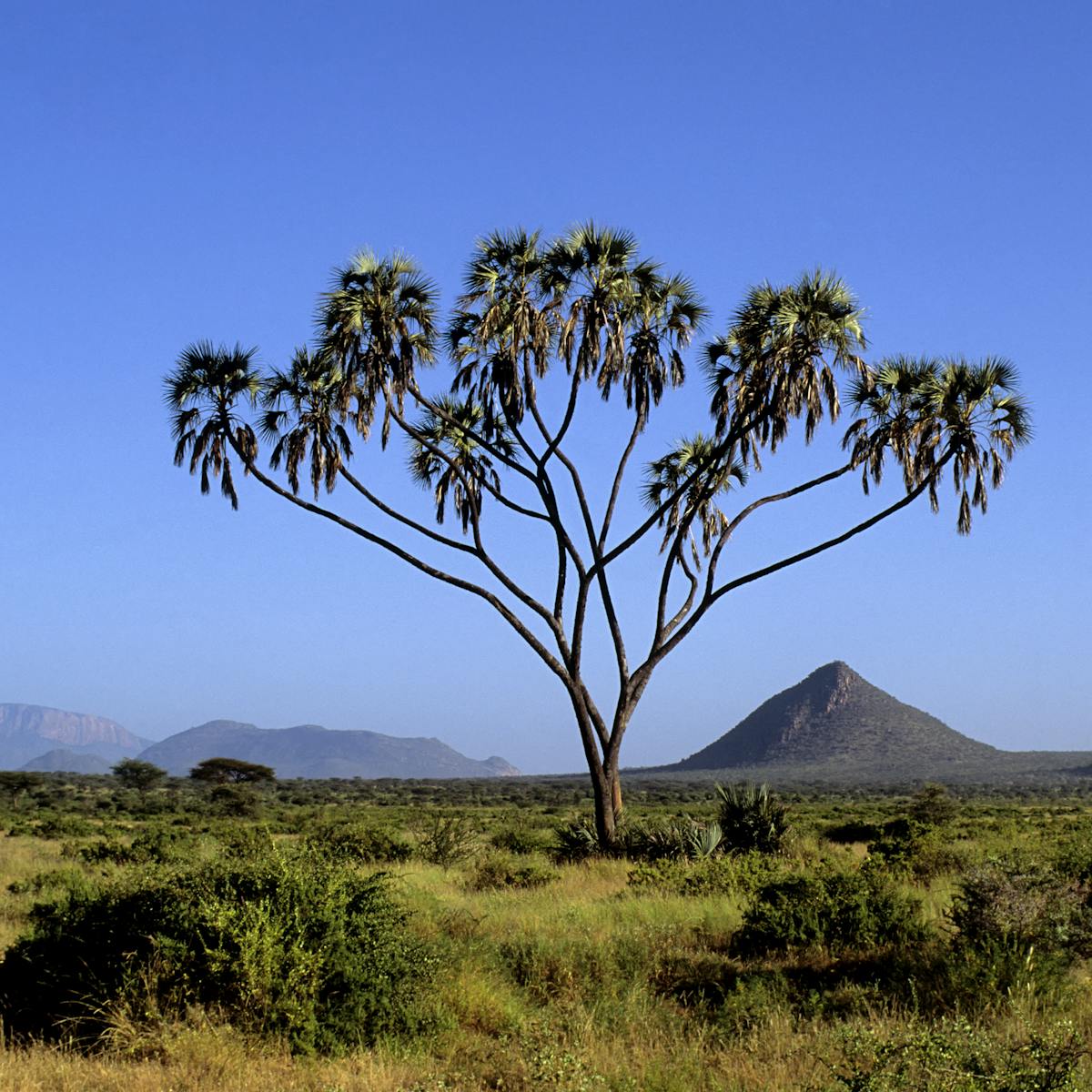 अफ्रीका में उगने वाले फलों के पेड़