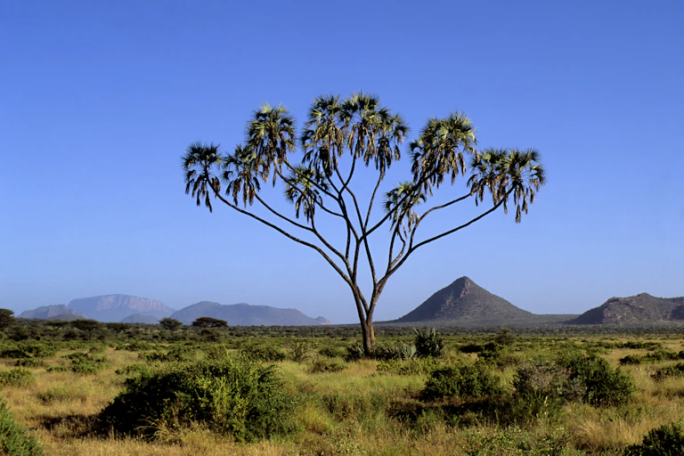 A single tree standing in an open landscape with hills in the background