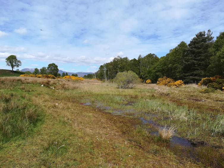 A pond amid a boggy scrubland with trees in the background.