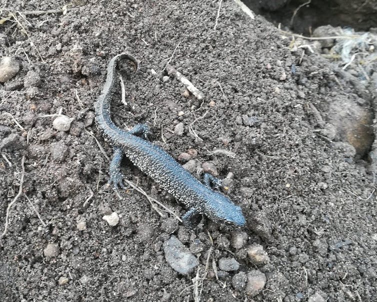 A large and speckled newt on dry soil.