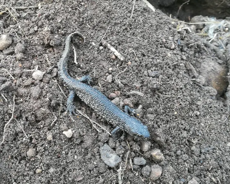 A large and speckled newt on dry soil.