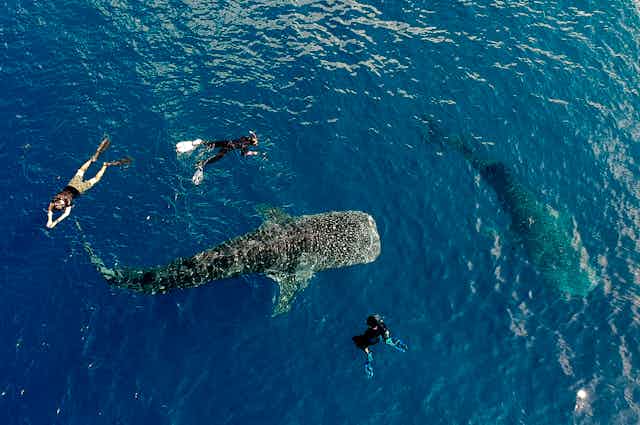 Penyelam berenang bersama hiu paus.
