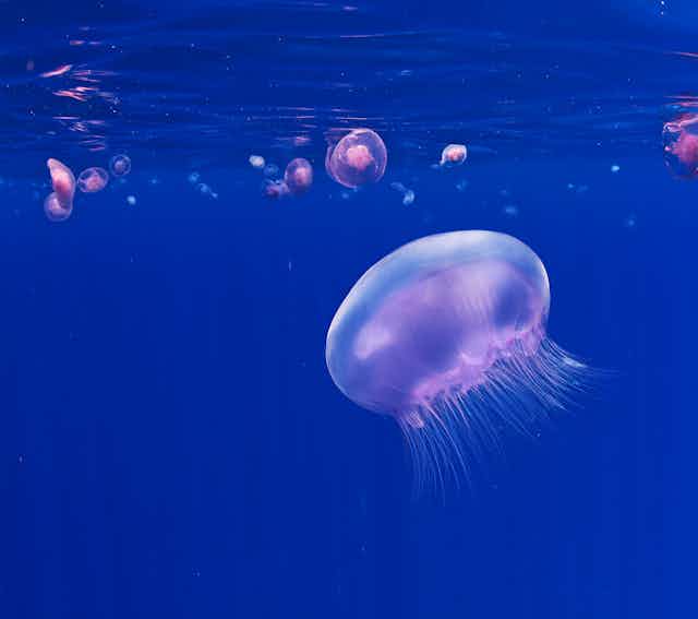 A purple jellyfish against a marine blue sea