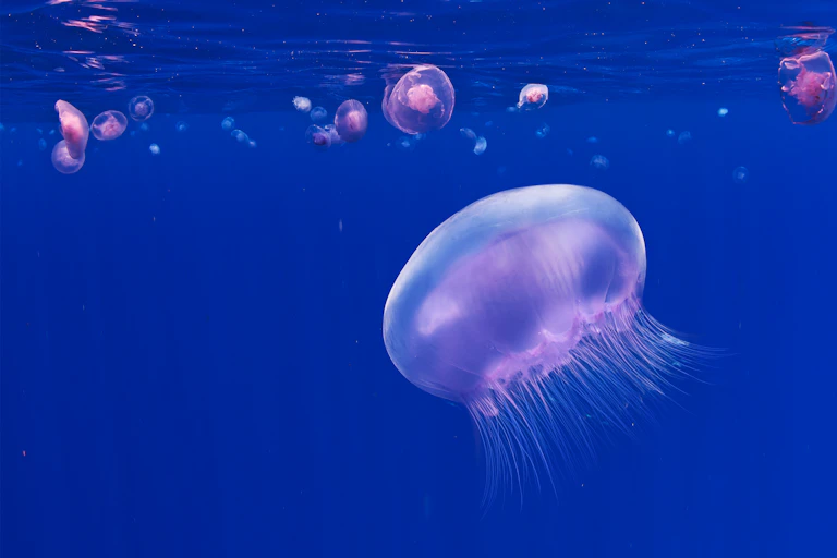 A purple jellyfish against a marine blue sea