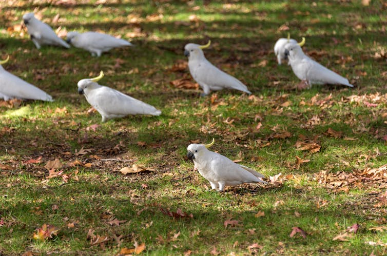 Eight cockatoos on grass, with autumn leaves