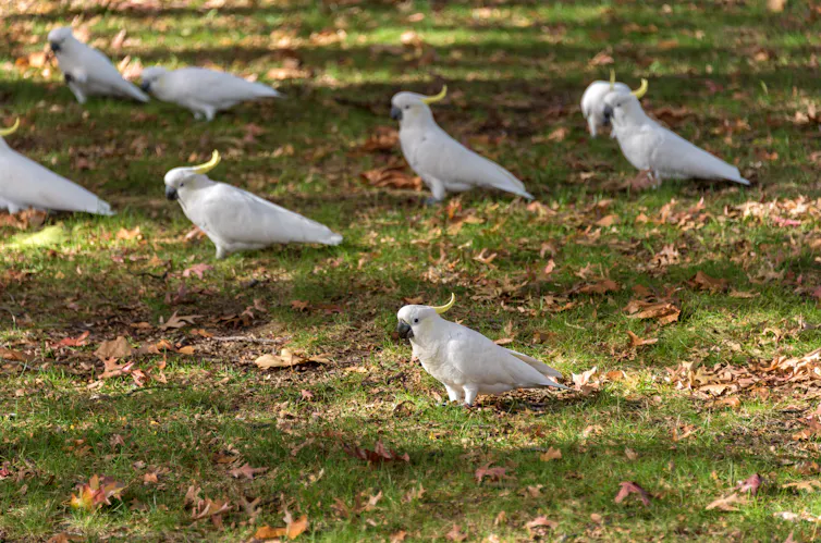 Eight cockatoos on grass, with autumn leaves