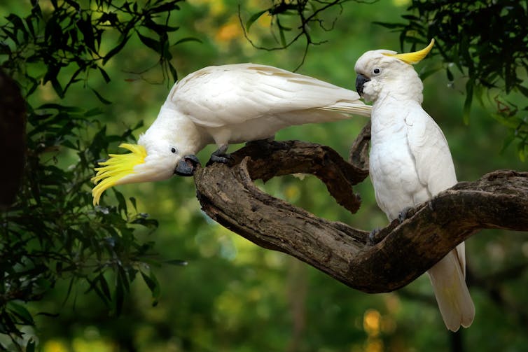 Two sulphur-crested cockatoos sitting on a branch