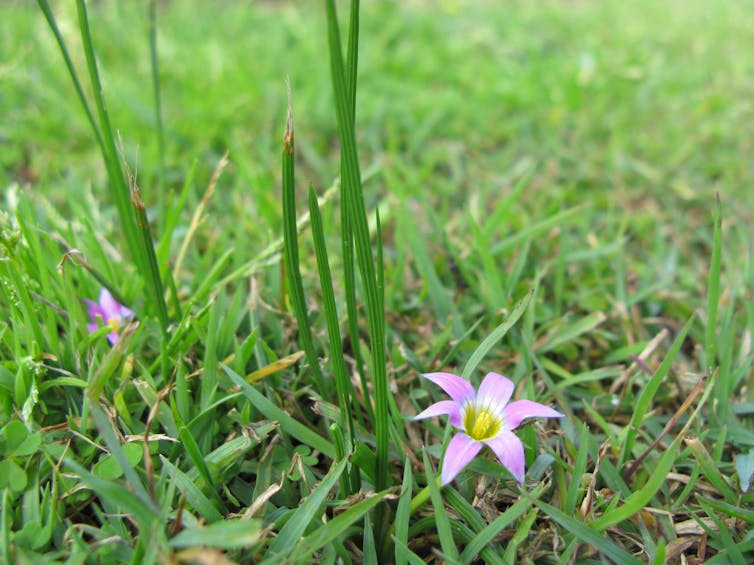 Conspicuous onion grass with a small purple flower