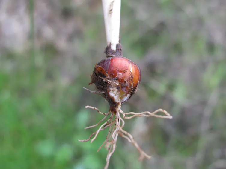 A brown bulb with small roots coming out