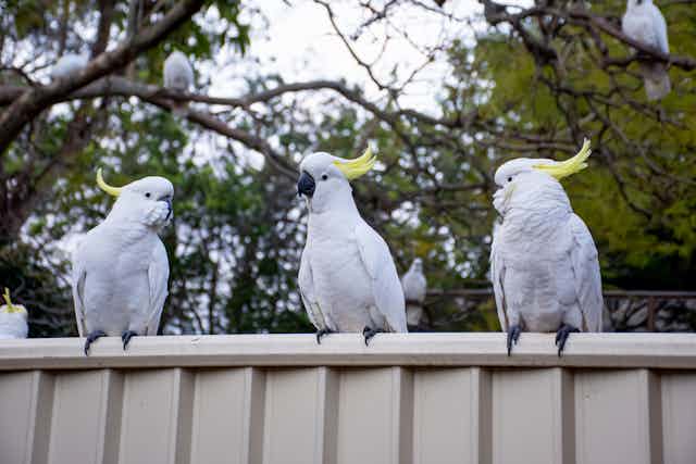 Three cockies sitting on a fence